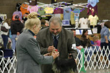 yorkie being shown at a dog show 