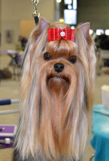 Picture of Yorkshire Terrier in 2014