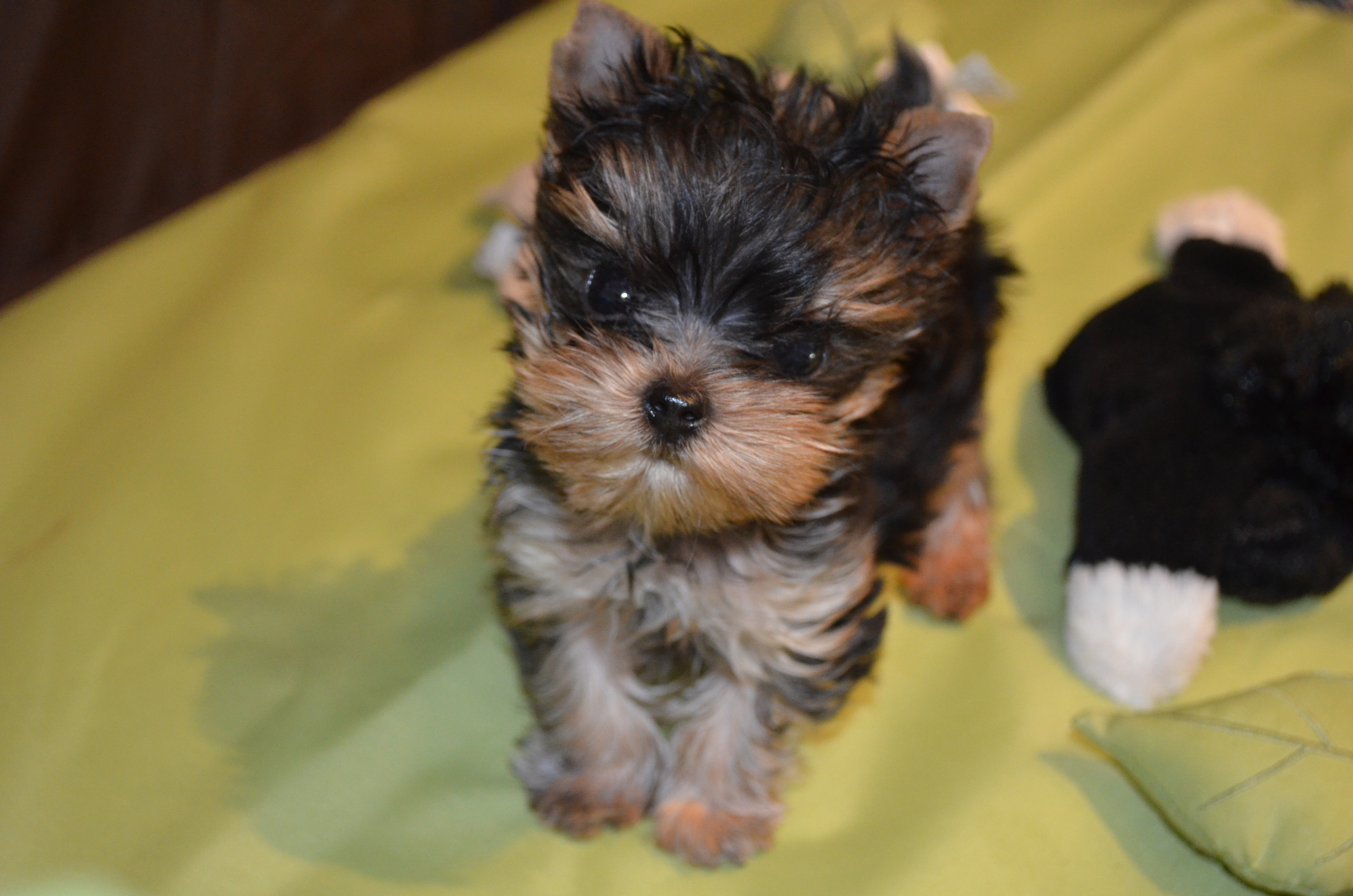 what color are yorkie puppies when they are born