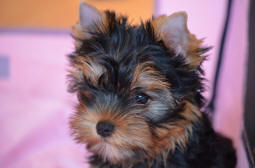 picture of yorkie puppy for sale from Yorkie Breeder